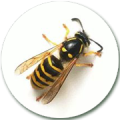 osa